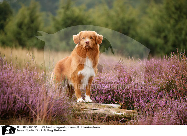 Nova Scotia Duck Tolling Retriever / Nova Scotia Duck Tolling Retriever / KB-16131