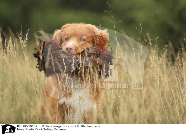 Nova Scotia Duck Tolling Retriever / Nova Scotia Duck Tolling Retriever / KB-16139