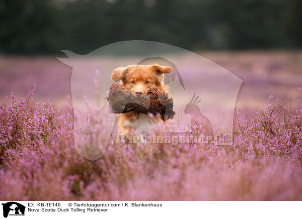 Nova Scotia Duck Tolling Retriever / Nova Scotia Duck Tolling Retriever / KB-16146