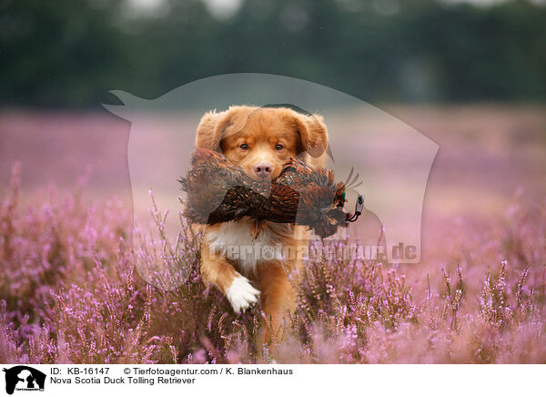 Nova Scotia Duck Tolling Retriever / Nova Scotia Duck Tolling Retriever / KB-16147
