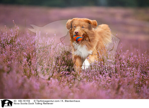 Nova Scotia Duck Tolling Retriever / Nova Scotia Duck Tolling Retriever / KB-16159