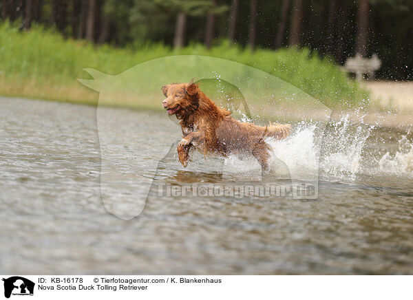 Nova Scotia Duck Tolling Retriever / Nova Scotia Duck Tolling Retriever / KB-16178