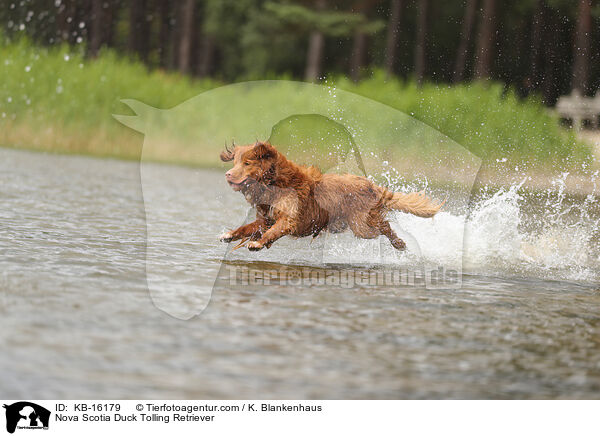 Nova Scotia Duck Tolling Retriever / Nova Scotia Duck Tolling Retriever / KB-16179