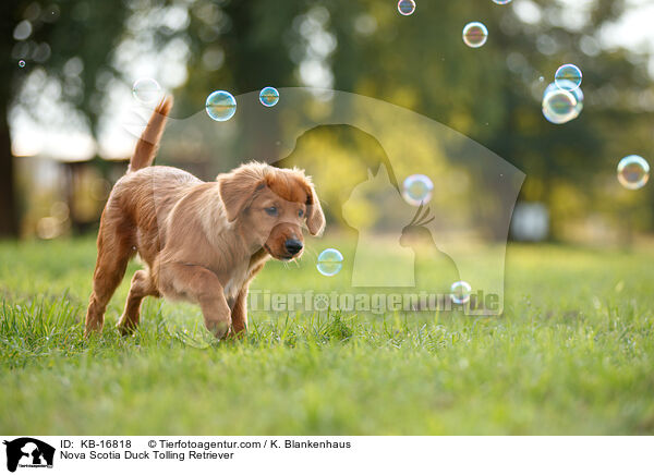Nova Scotia Duck Tolling Retriever / Nova Scotia Duck Tolling Retriever / KB-16818