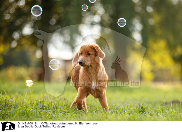 Nova Scotia Duck Tolling Retriever / Nova Scotia Duck Tolling Retriever / KB-16819