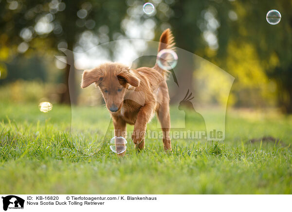 Nova Scotia Duck Tolling Retriever / Nova Scotia Duck Tolling Retriever / KB-16820