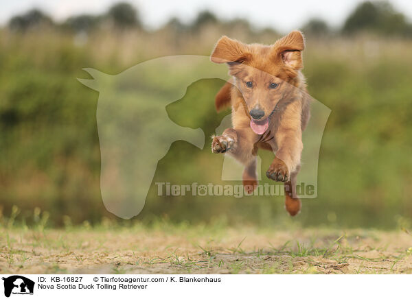 Nova Scotia Duck Tolling Retriever / Nova Scotia Duck Tolling Retriever / KB-16827