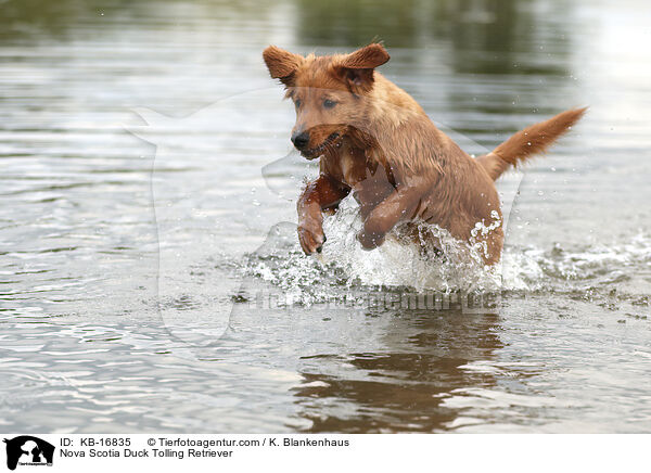 Nova Scotia Duck Tolling Retriever / KB-16835