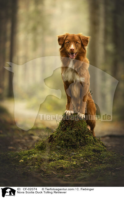 Nova Scotia Duck Tolling Retriever / Nova Scotia Duck Tolling Retriever / CF-02074