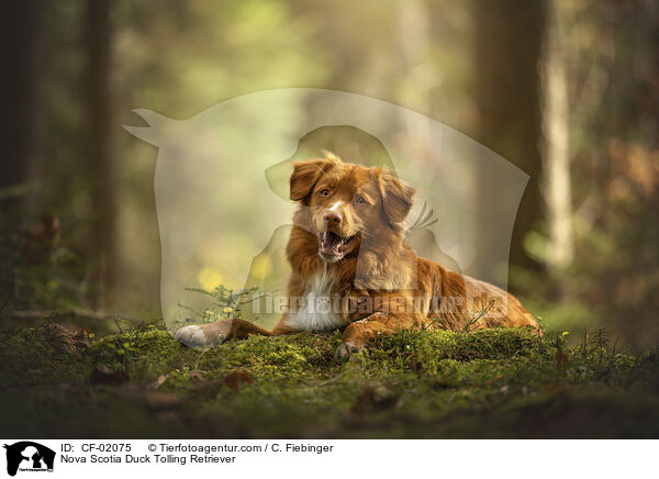 Nova Scotia Duck Tolling Retriever / Nova Scotia Duck Tolling Retriever / CF-02075