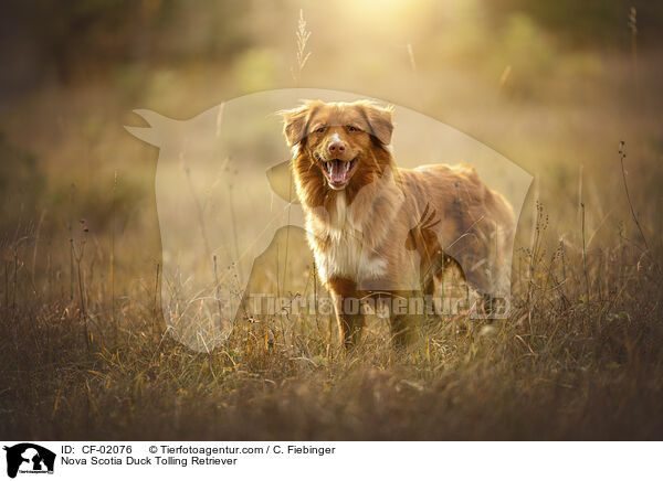 Nova Scotia Duck Tolling Retriever / Nova Scotia Duck Tolling Retriever / CF-02076