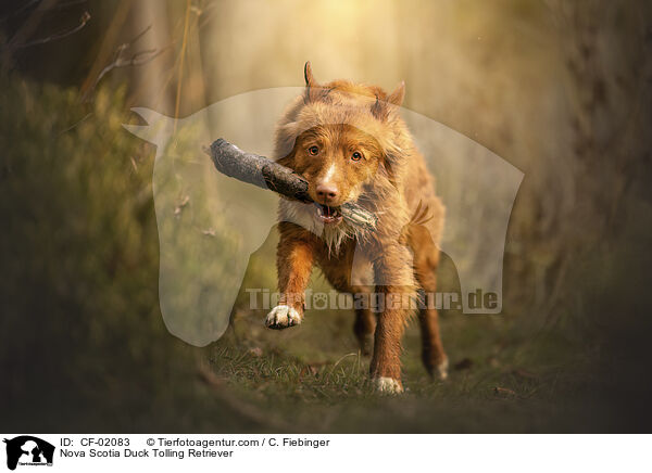 Nova Scotia Duck Tolling Retriever / Nova Scotia Duck Tolling Retriever / CF-02083