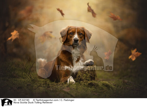 Nova Scotia Duck Tolling Retriever / Nova Scotia Duck Tolling Retriever / CF-02190
