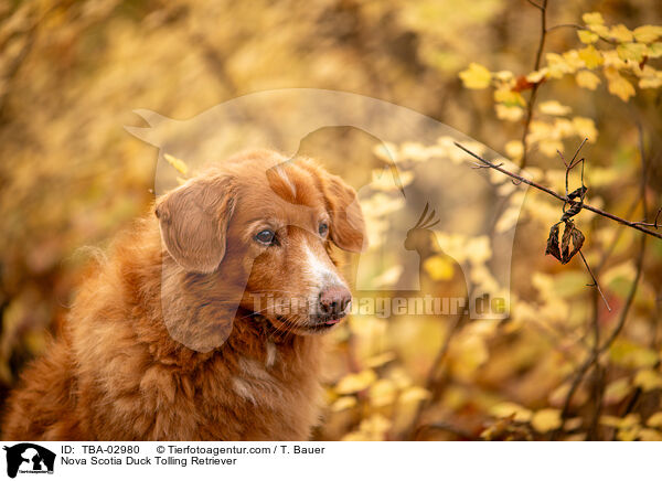 Nova Scotia Duck Tolling Retriever / Nova Scotia Duck Tolling Retriever / TBA-02980