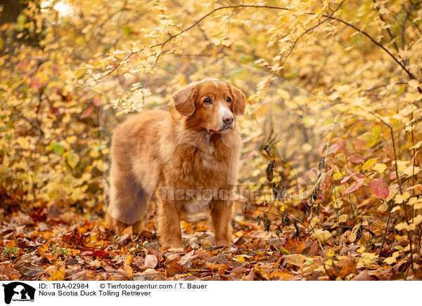 Nova Scotia Duck Tolling Retriever / Nova Scotia Duck Tolling Retriever / TBA-02984