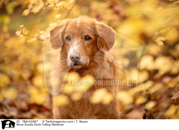 Nova Scotia Duck Tolling Retriever / Nova Scotia Duck Tolling Retriever / TBA-02987