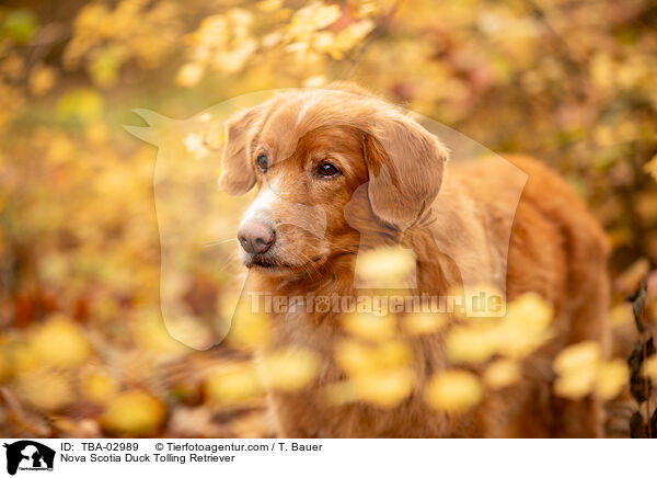 Nova Scotia Duck Tolling Retriever / Nova Scotia Duck Tolling Retriever / TBA-02989