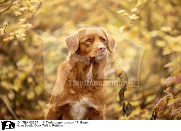 Nova Scotia Duck Tolling Retriever / Nova Scotia Duck Tolling Retriever / TBA-02997