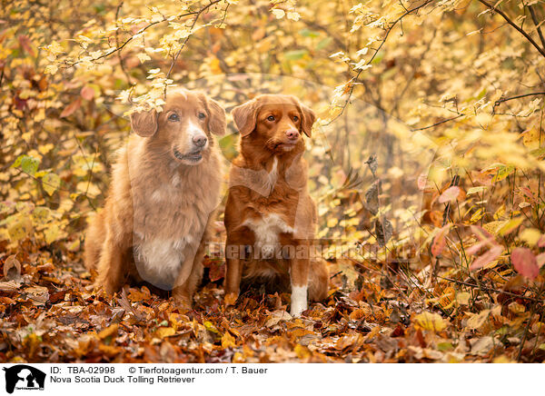 Nova Scotia Duck Tolling Retriever / Nova Scotia Duck Tolling Retriever / TBA-02998