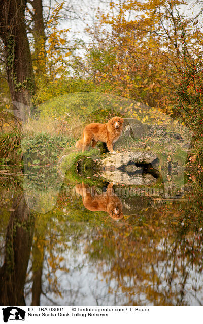 Nova Scotia Duck Tolling Retriever / Nova Scotia Duck Tolling Retriever / TBA-03001