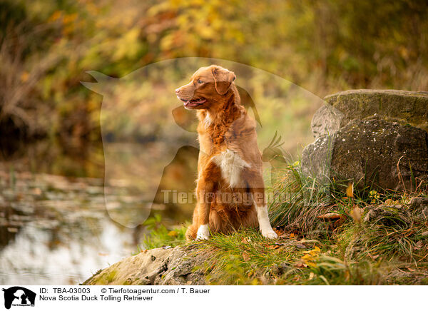 Nova Scotia Duck Tolling Retriever / Nova Scotia Duck Tolling Retriever / TBA-03003
