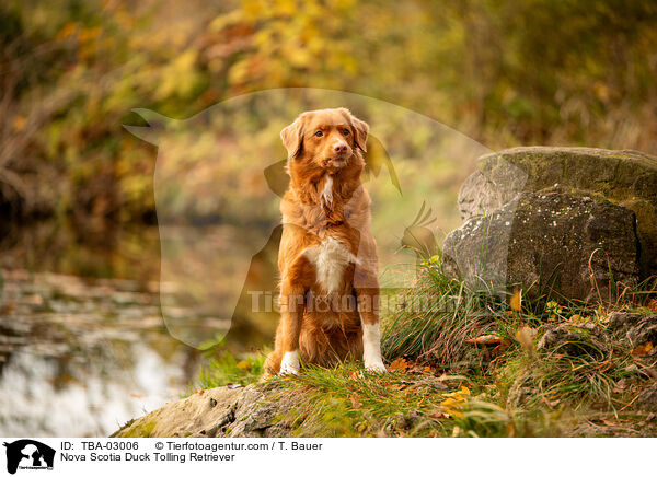Nova Scotia Duck Tolling Retriever / Nova Scotia Duck Tolling Retriever / TBA-03006