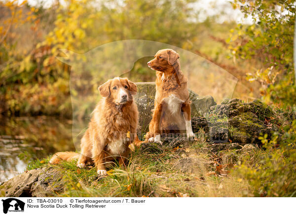 Nova Scotia Duck Tolling Retriever / Nova Scotia Duck Tolling Retriever / TBA-03010