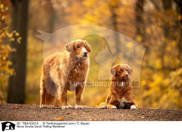 Nova Scotia Duck Tolling Retriever / Nova Scotia Duck Tolling Retriever / TBA-03014