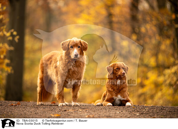 Nova Scotia Duck Tolling Retriever / Nova Scotia Duck Tolling Retriever / TBA-03015