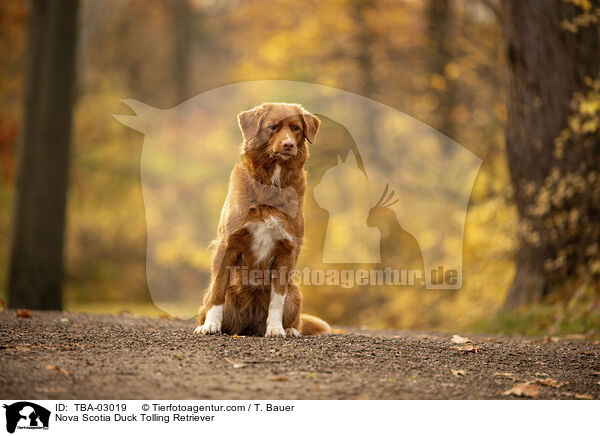 Nova Scotia Duck Tolling Retriever / Nova Scotia Duck Tolling Retriever / TBA-03019