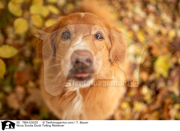 Nova Scotia Duck Tolling Retriever / Nova Scotia Duck Tolling Retriever / TBA-03025