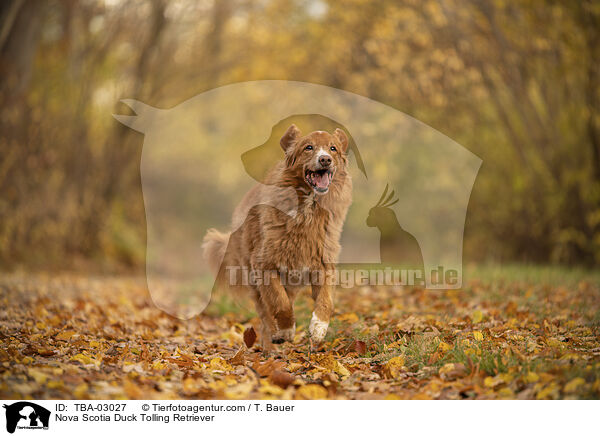 Nova Scotia Duck Tolling Retriever / Nova Scotia Duck Tolling Retriever / TBA-03027