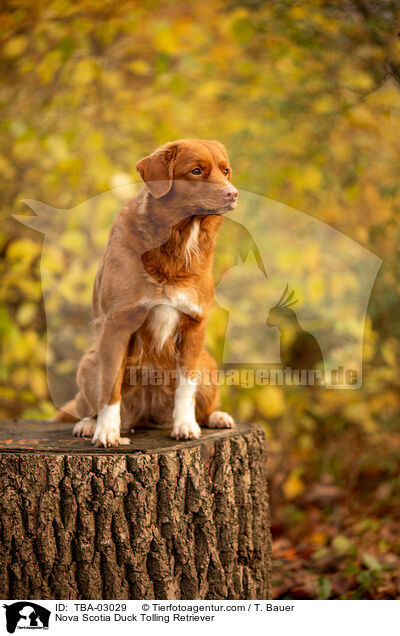 Nova Scotia Duck Tolling Retriever / Nova Scotia Duck Tolling Retriever / TBA-03029