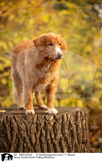 Nova Scotia Duck Tolling Retriever / Nova Scotia Duck Tolling Retriever / TBA-03034