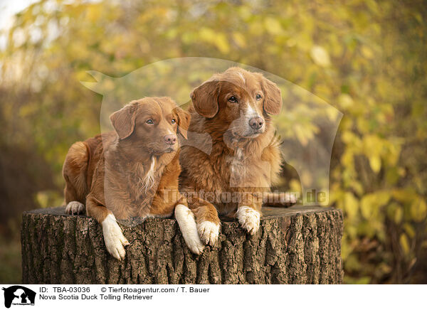 Nova Scotia Duck Tolling Retriever / Nova Scotia Duck Tolling Retriever / TBA-03036