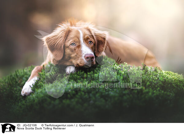 Nova Scotia Duck Tolling Retriever / Nova Scotia Duck Tolling Retriever / JQ-02106