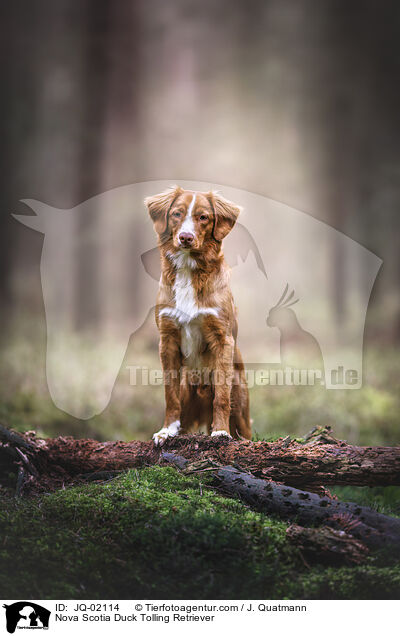 Nova Scotia Duck Tolling Retriever / Nova Scotia Duck Tolling Retriever / JQ-02114