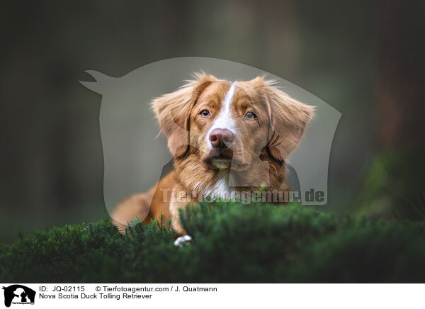 Nova Scotia Duck Tolling Retriever / Nova Scotia Duck Tolling Retriever / JQ-02115