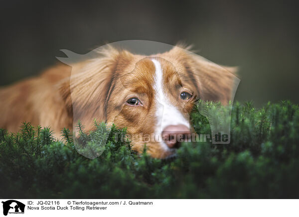 Nova Scotia Duck Tolling Retriever / Nova Scotia Duck Tolling Retriever / JQ-02116