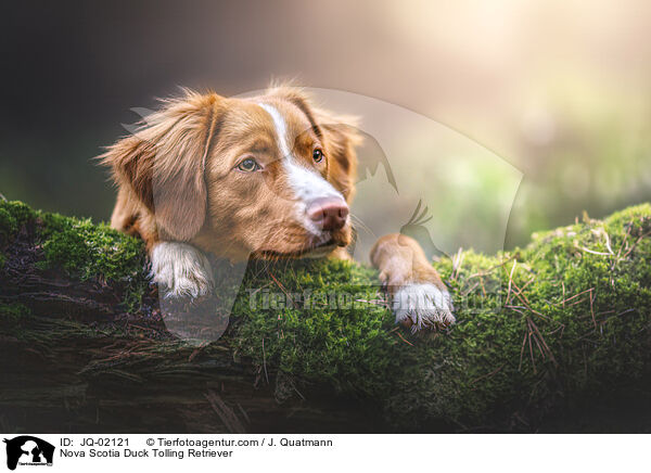 Nova Scotia Duck Tolling Retriever / Nova Scotia Duck Tolling Retriever / JQ-02121