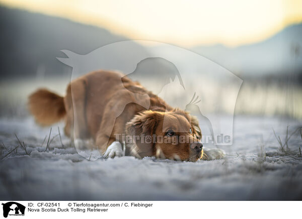 Nova Scotia Duck Tolling Retriever / Nova Scotia Duck Tolling Retriever / CF-02541