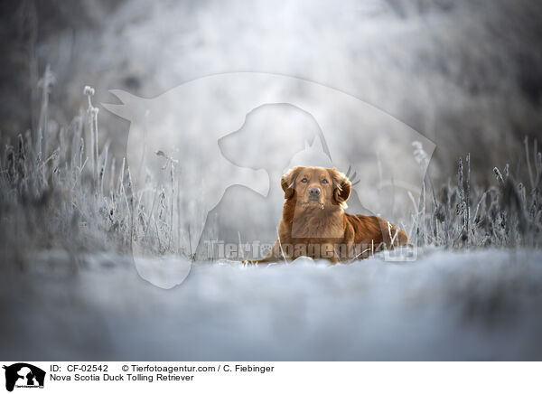 Nova Scotia Duck Tolling Retriever / Nova Scotia Duck Tolling Retriever / CF-02542