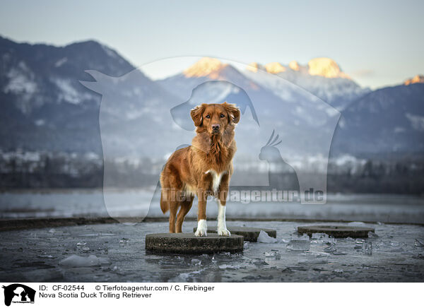 Nova Scotia Duck Tolling Retriever / Nova Scotia Duck Tolling Retriever / CF-02544