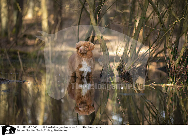 Nova Scotia Duck Tolling Retriever / Nova Scotia Duck Tolling Retriever / KB-17741