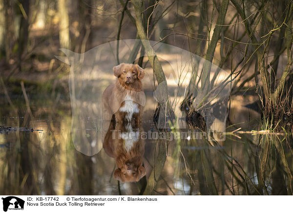 Nova Scotia Duck Tolling Retriever / Nova Scotia Duck Tolling Retriever / KB-17742
