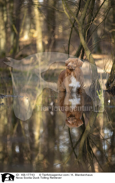 Nova Scotia Duck Tolling Retriever / Nova Scotia Duck Tolling Retriever / KB-17743