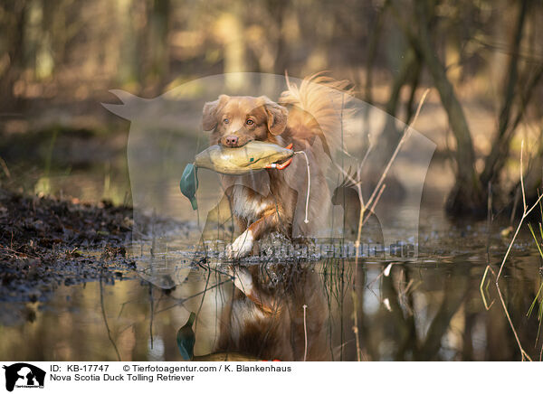 Nova Scotia Duck Tolling Retriever / Nova Scotia Duck Tolling Retriever / KB-17747