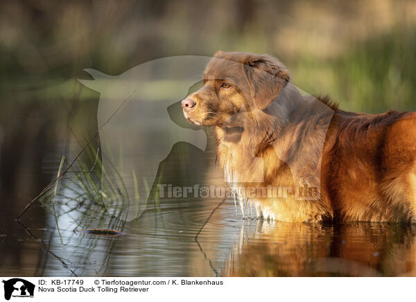 Nova Scotia Duck Tolling Retriever / Nova Scotia Duck Tolling Retriever / KB-17749