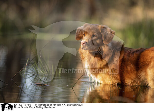 Nova Scotia Duck Tolling Retriever / Nova Scotia Duck Tolling Retriever / KB-17750