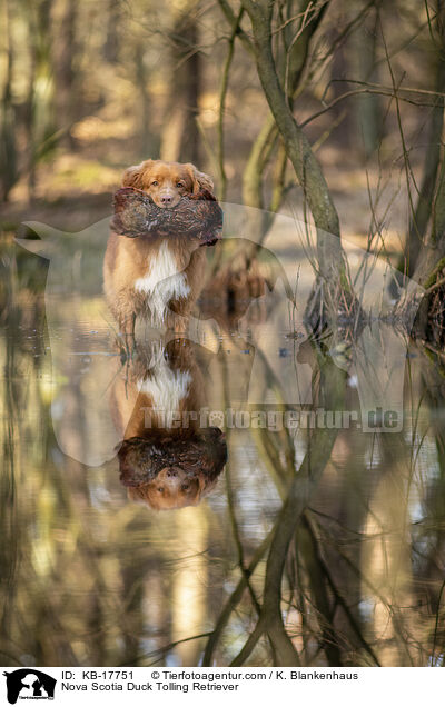 Nova Scotia Duck Tolling Retriever / Nova Scotia Duck Tolling Retriever / KB-17751